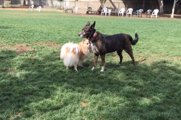 Dog Park at Woodglen Vista